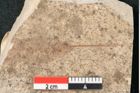 Foto (Detailansicht) von Ficus aglajae Unger (NHMW-GEO-2024-0188-8119)